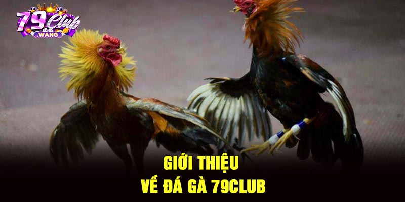 Giới thiệu về đá gà 79Club