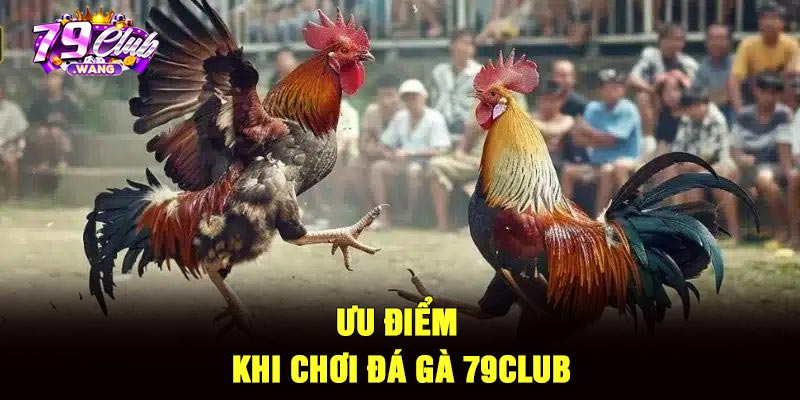 Ưu điểm khi chơi đá gà 79Club